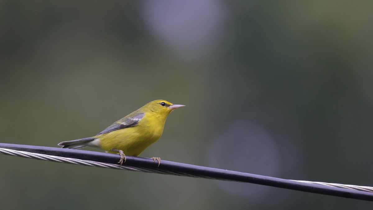 Blue-winged Warbler - ML646528282