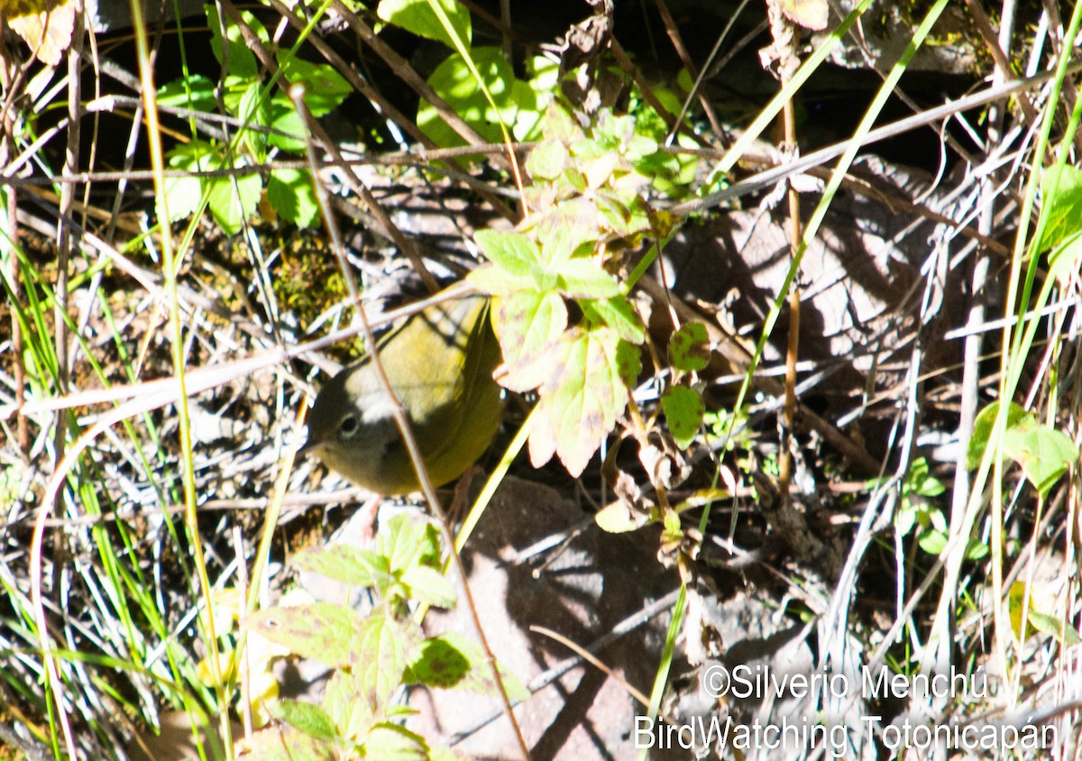 MacGillivray's Warbler - ML646528285