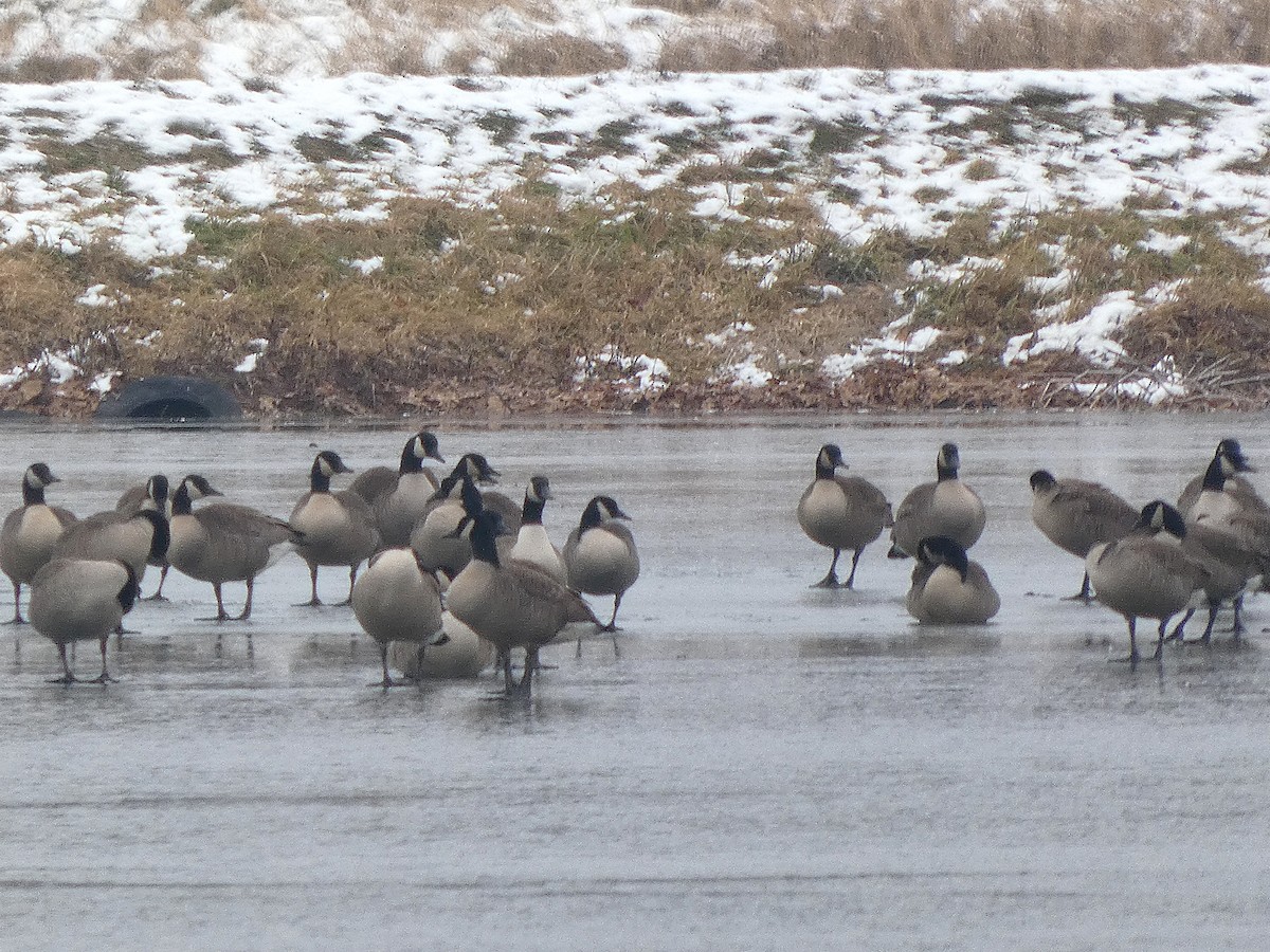 カナダガン - ML646528286