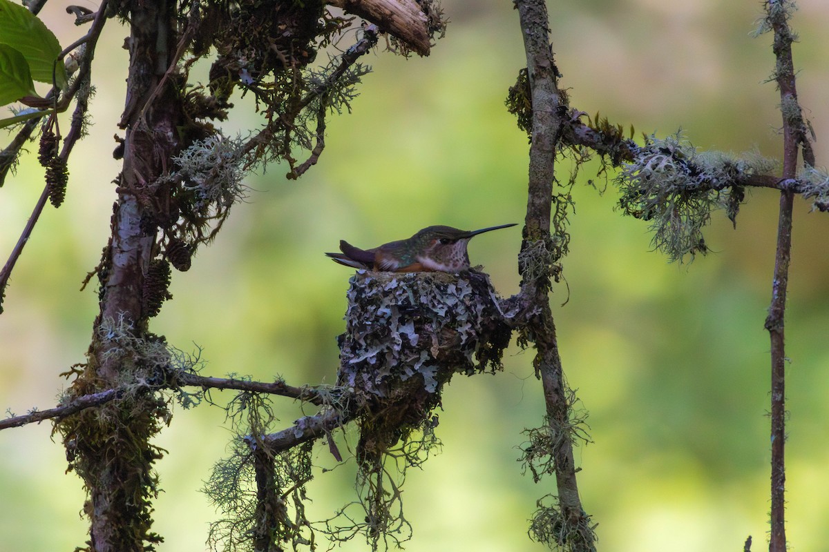 Rufous Hummingbird - ML646528288