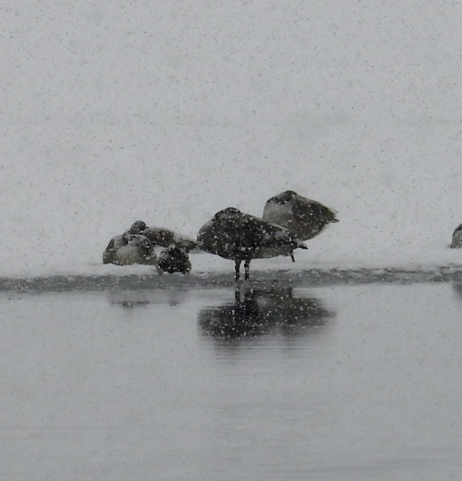 Canada Goose - ML646528289