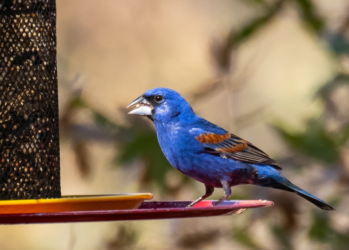 Blue Grosbeak - ML646528290