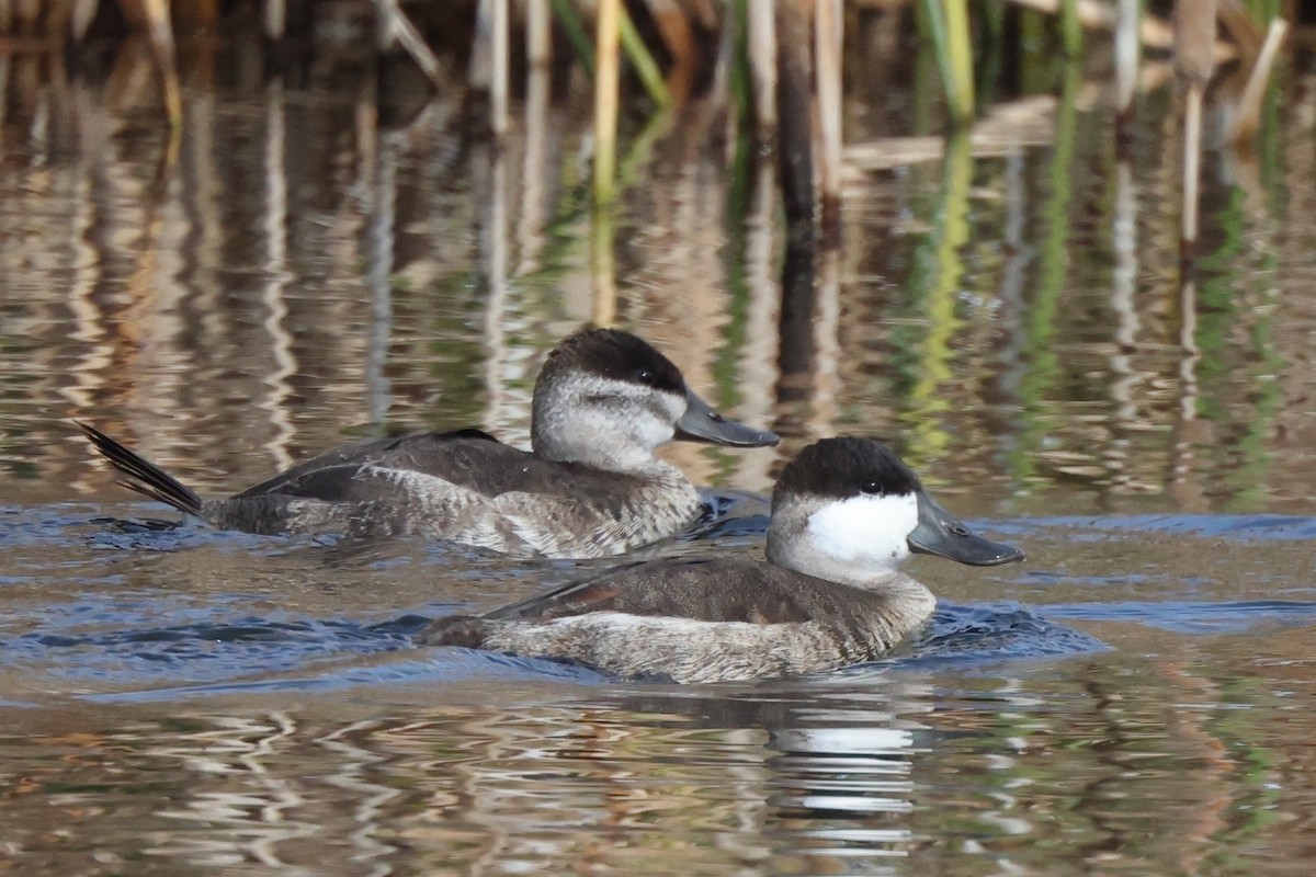 アカオタテガモ - ML646528292