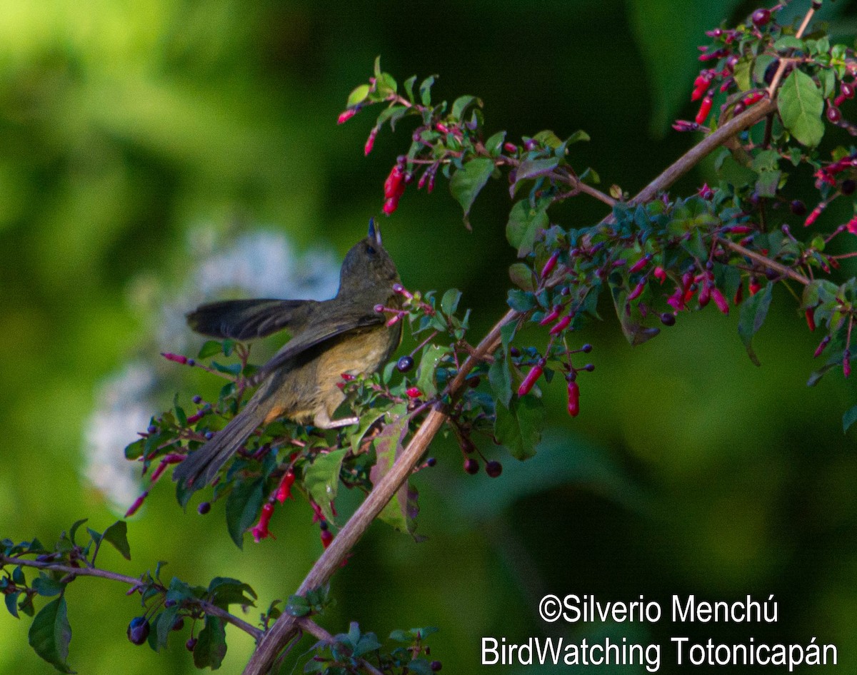 Cinnamon-bellied Flowerpiercer - ML646528293