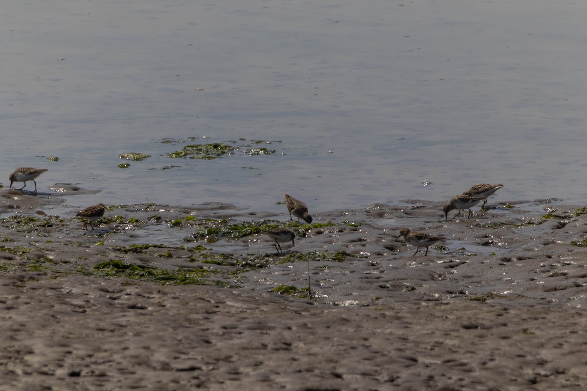 Least Sandpiper - ML646528296