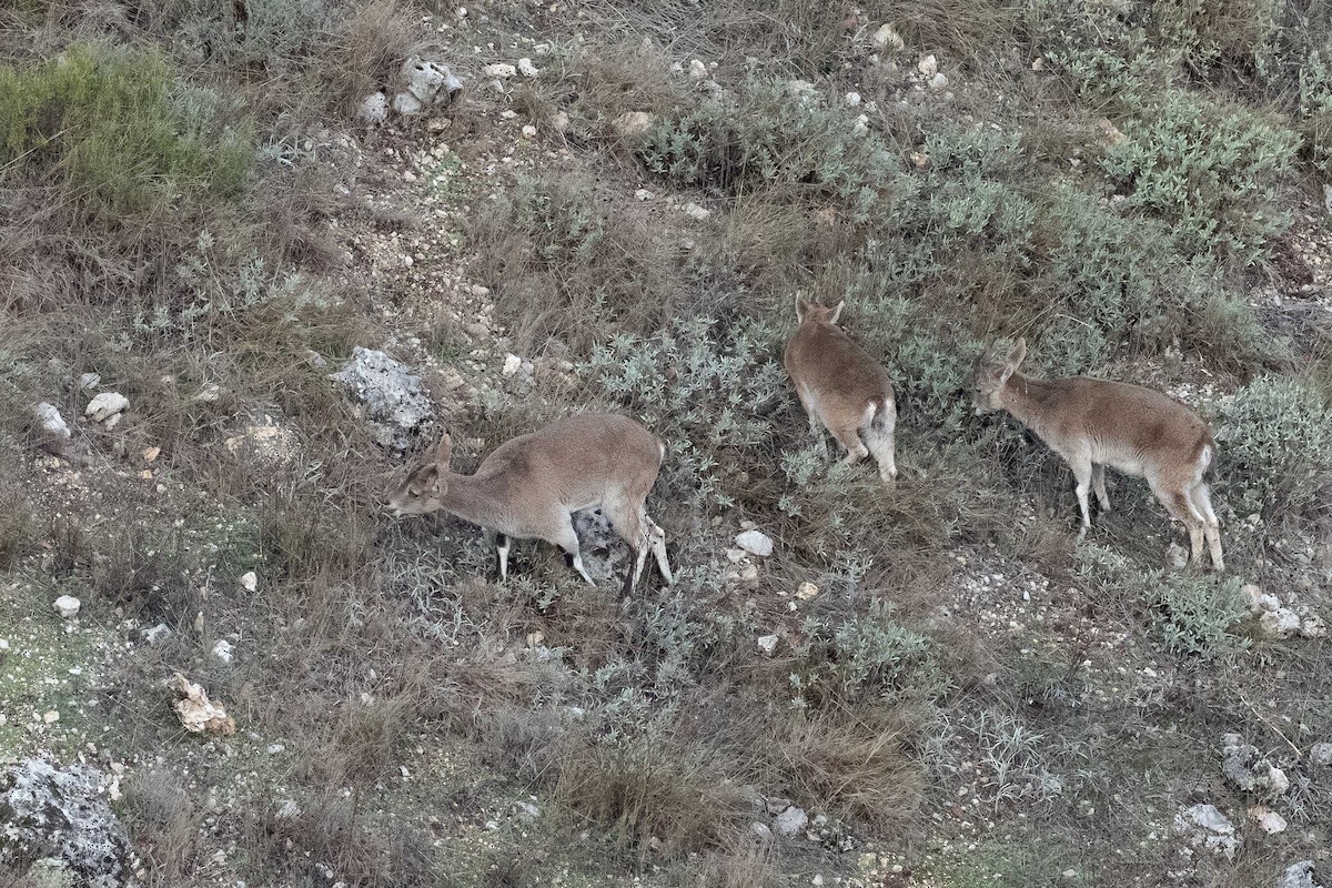 Iberian Ibex - ML646528297