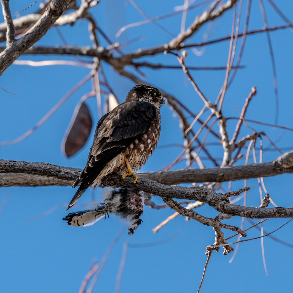 Smeriglio - ML646528298