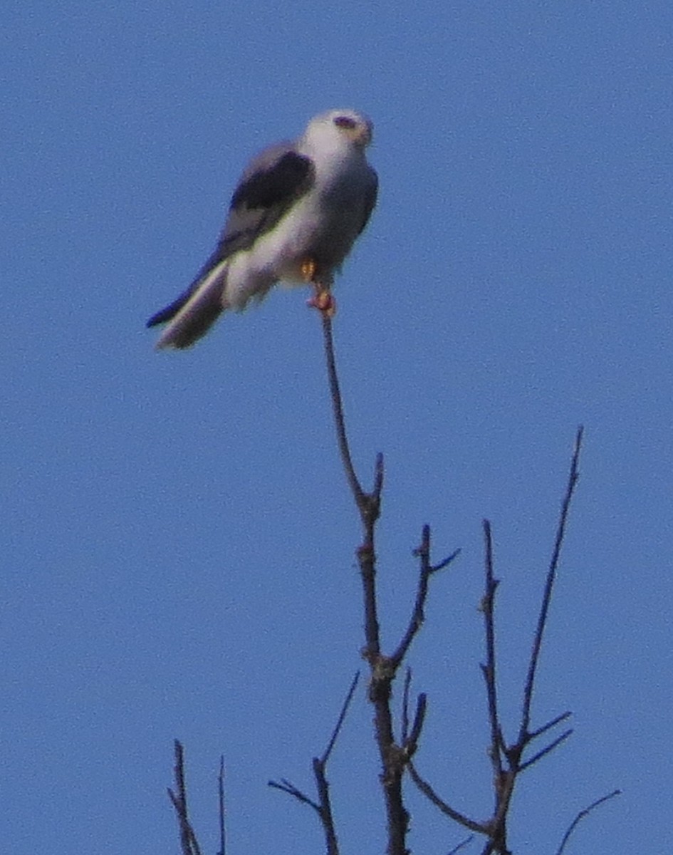 オジロトビ - ML646528299