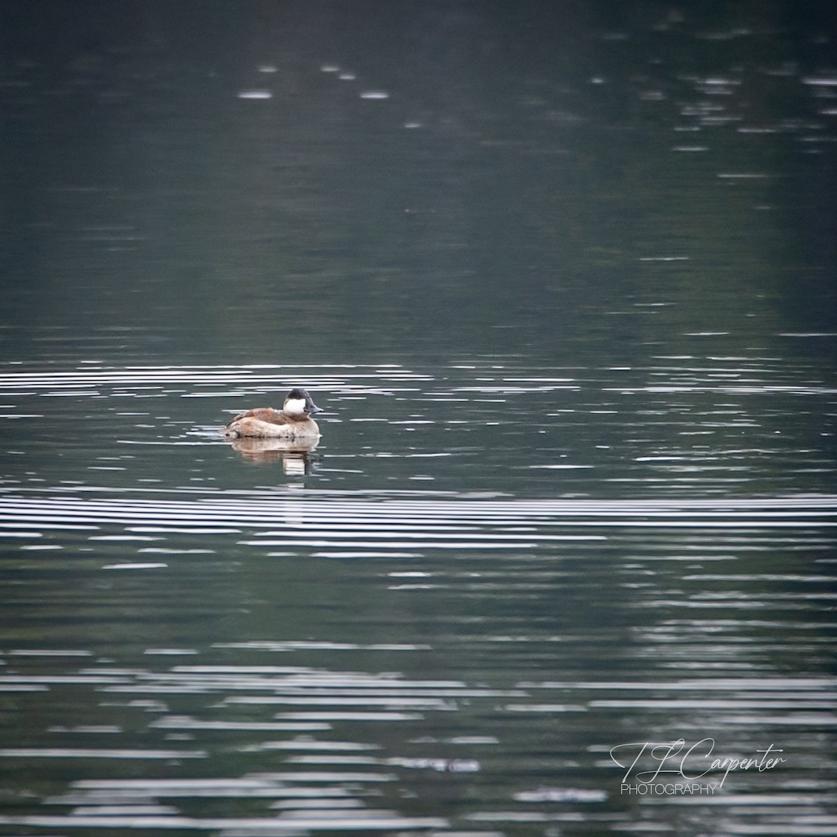 アカオタテガモ - ML646528301