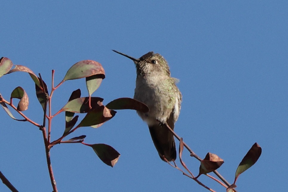 Anna's Hummingbird - ML646528305