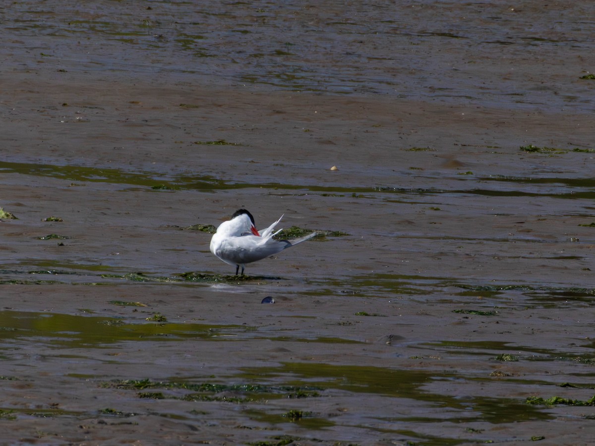 裏海燕鷗 - ML646528306