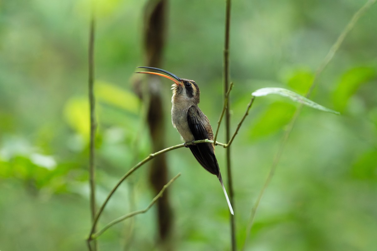 Long-billed Hermit - ML646528308