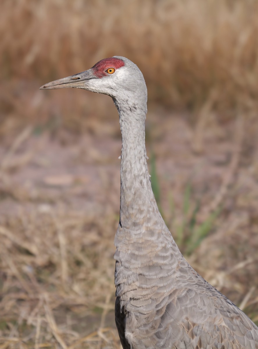 jeřáb kanadský - ML646528309