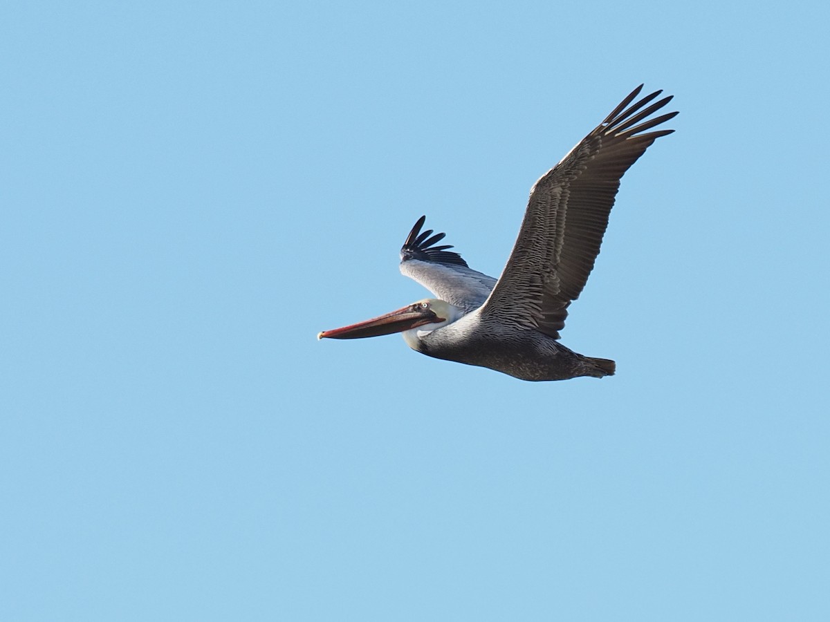 Brown Pelican - ML646528314