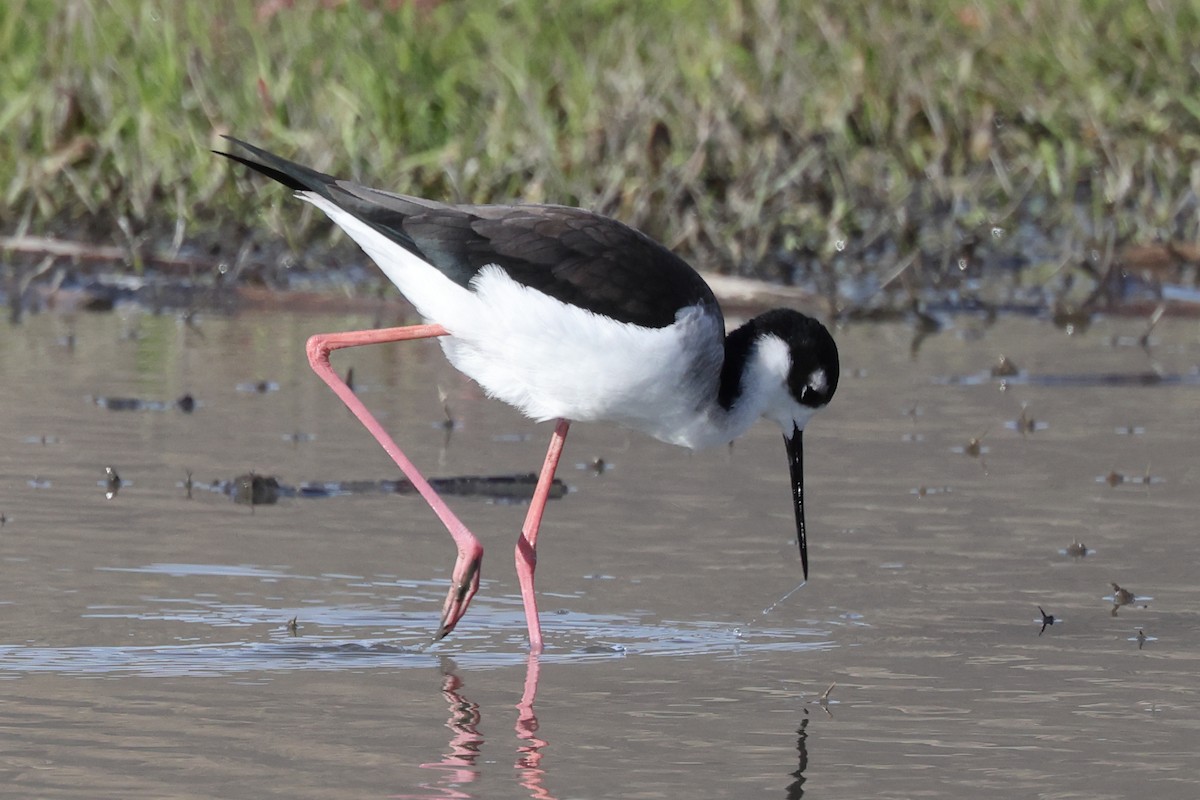 Black-necked Stilt - ML646528315