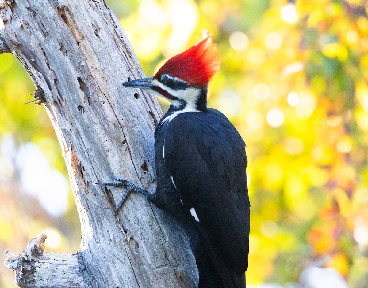 Pileated Woodpecker - ML646528327