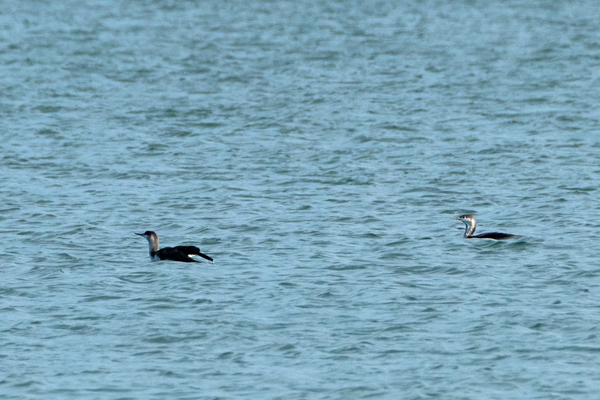 紅喉潛鳥 - ML646528328