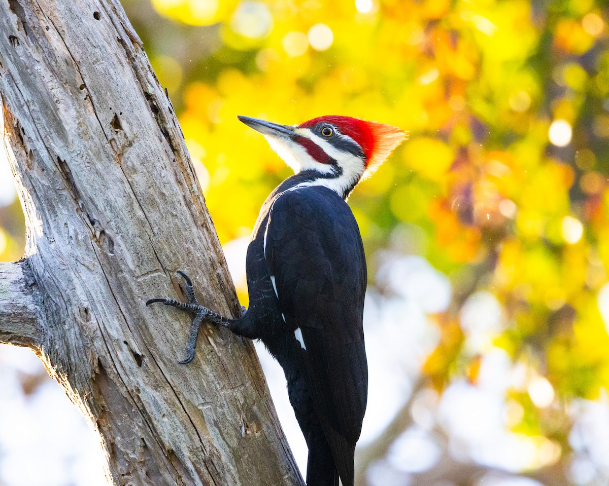 Pileated Woodpecker - ML646528329