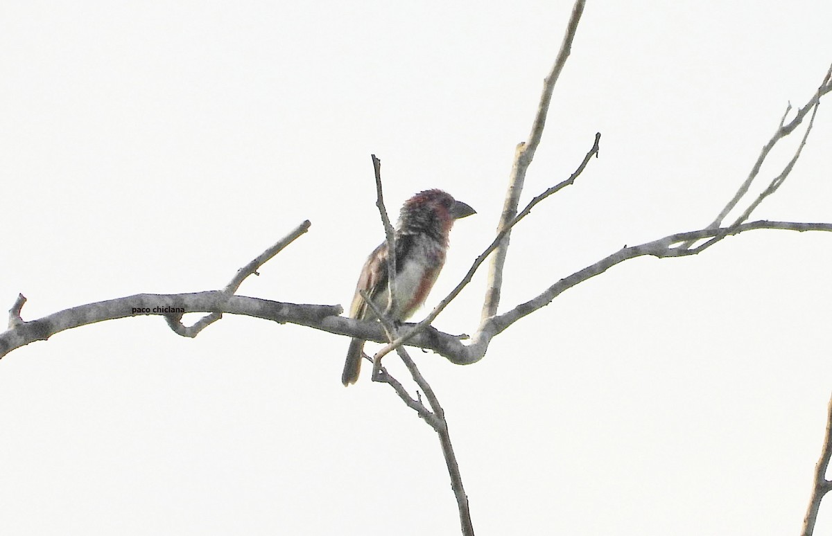 Vieillot's Barbet - ML646528331