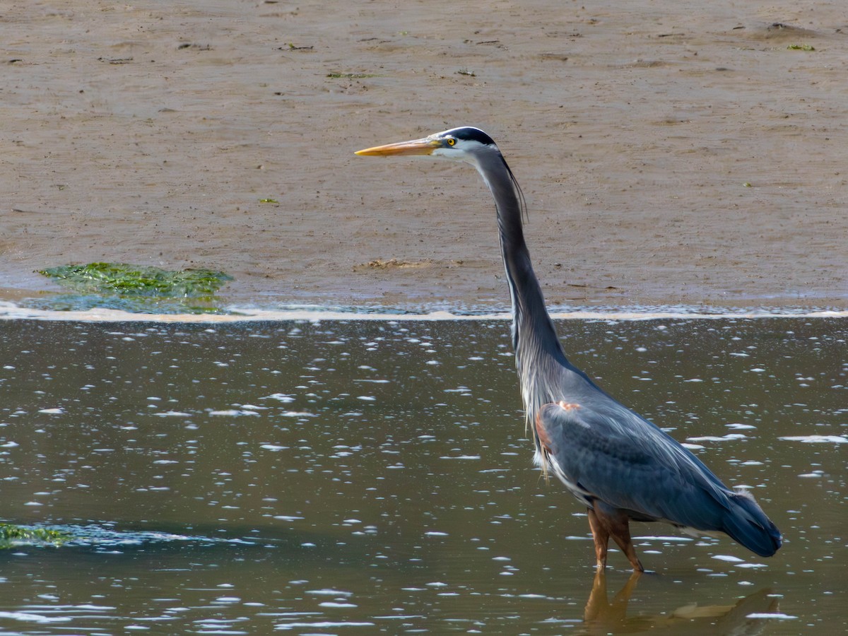 Great Blue Heron - ML646528333