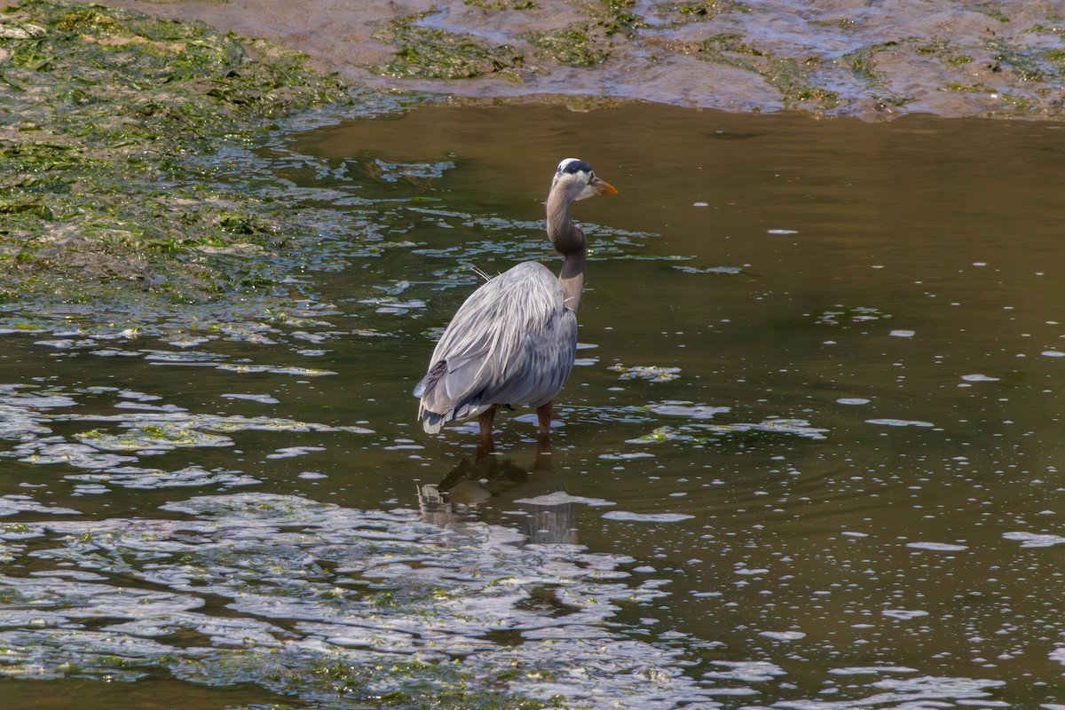 Great Blue Heron - ML646528334