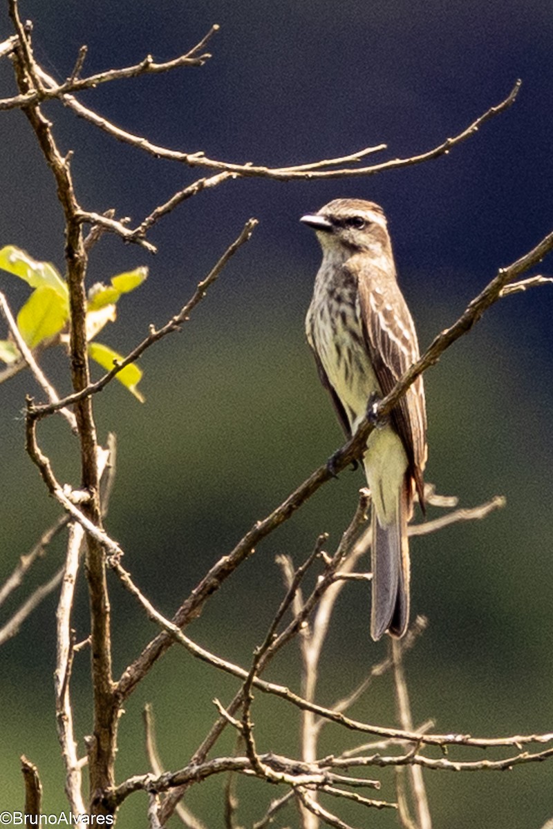 Piratic Flycatcher - ML646528336