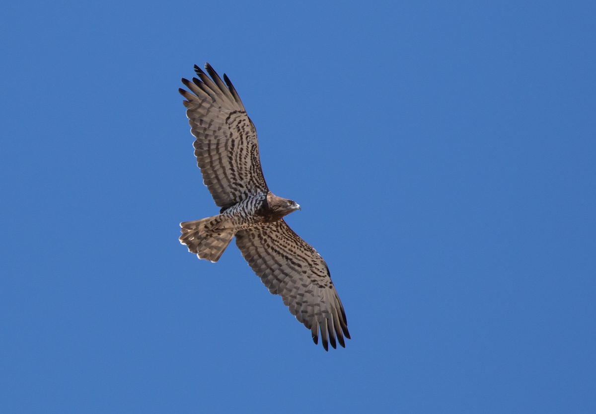 orlík krátkoprstý - ML646528337