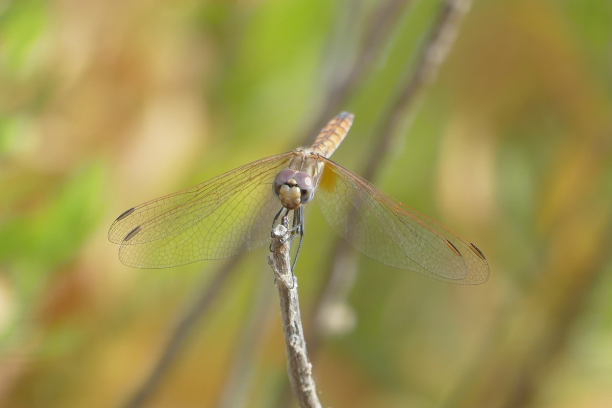 Violet Dropwing - ML646528339