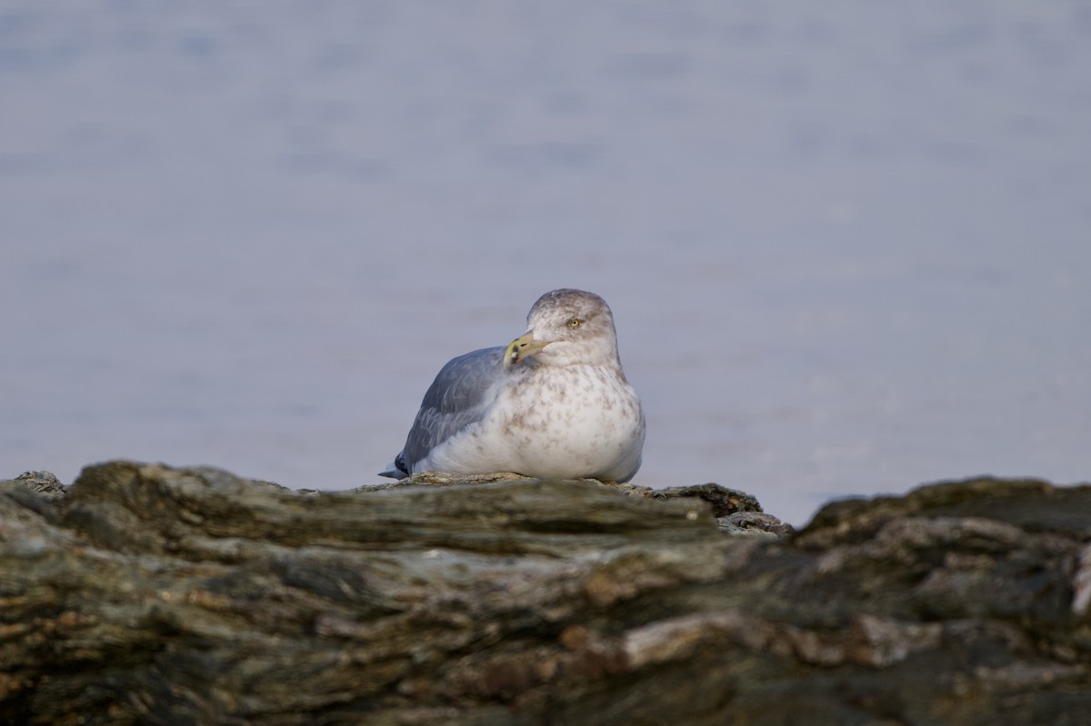 American Herring Gull - ML646528340