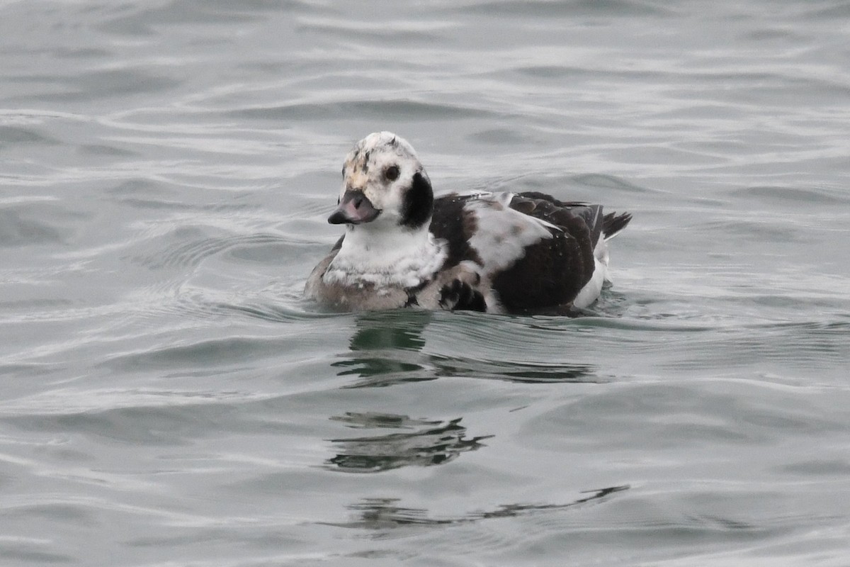 Long-tailed Duck - ML646528342