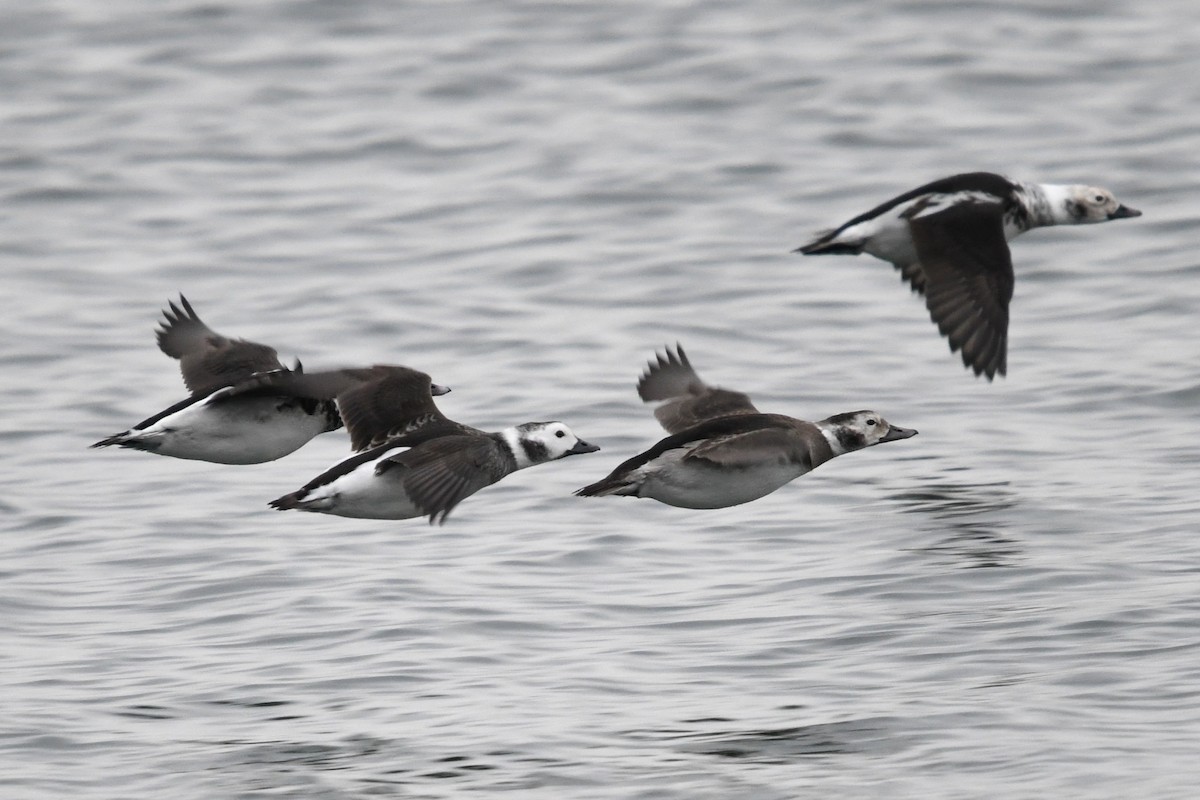 Long-tailed Duck - ML646528343