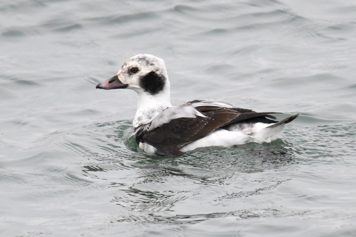 Long-tailed Duck - ML646528344