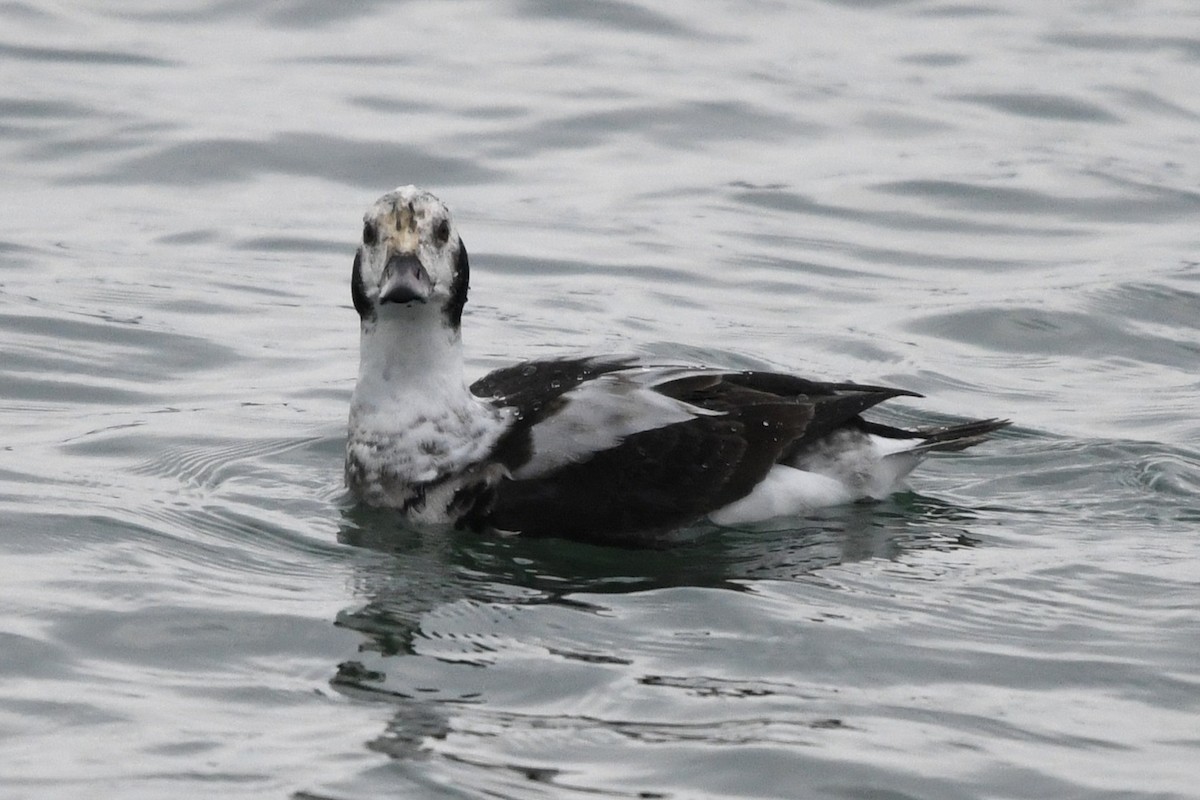 Long-tailed Duck - ML646528345