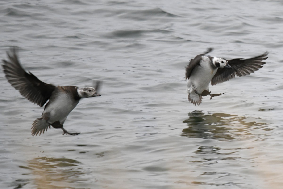 Long-tailed Duck - ML646528346