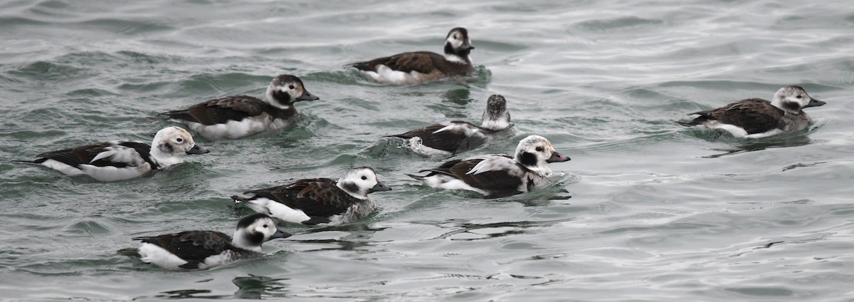 Long-tailed Duck - ML646528347