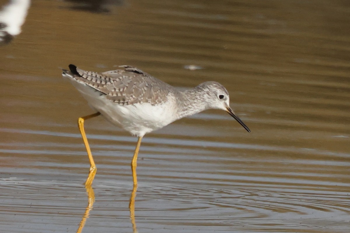Lesser Yellowlegs - ML646528354