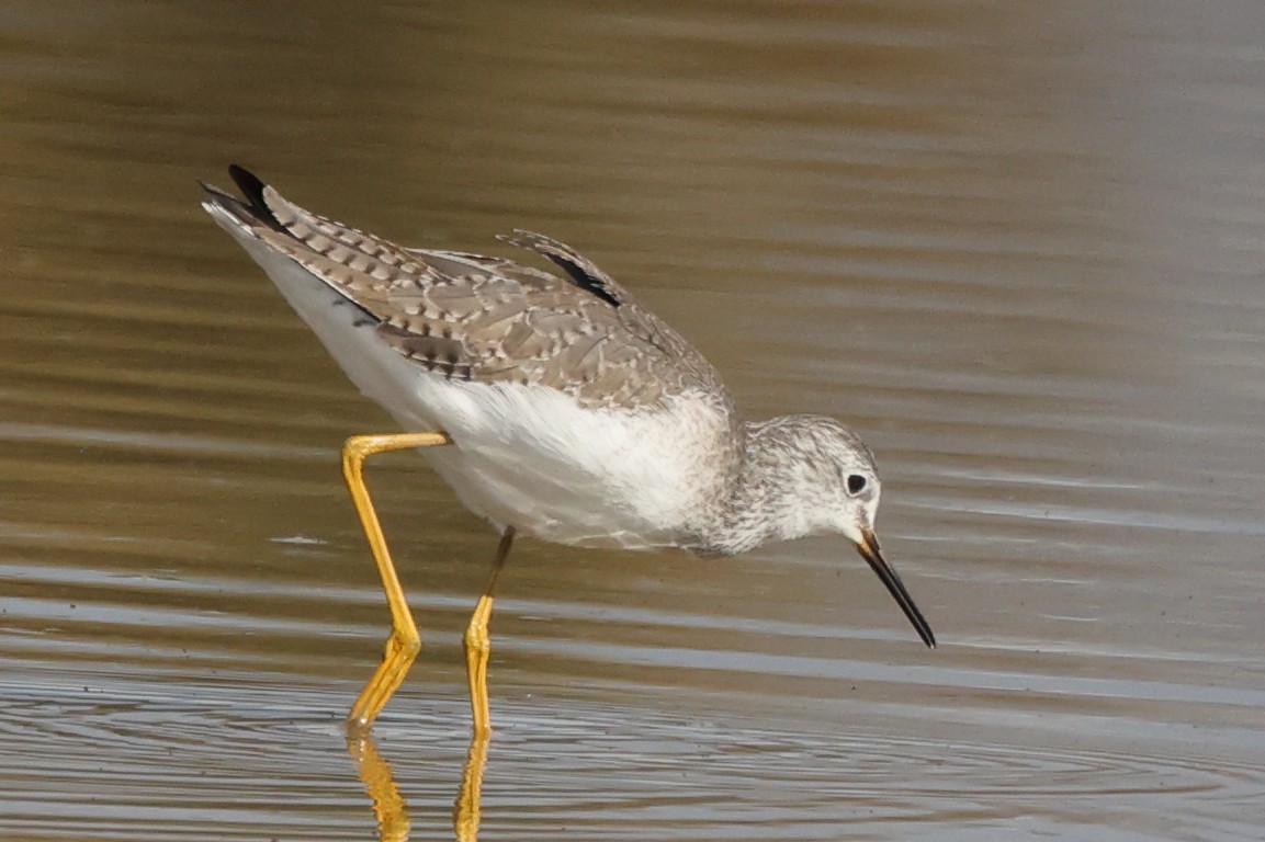 Lesser Yellowlegs - ML646528355
