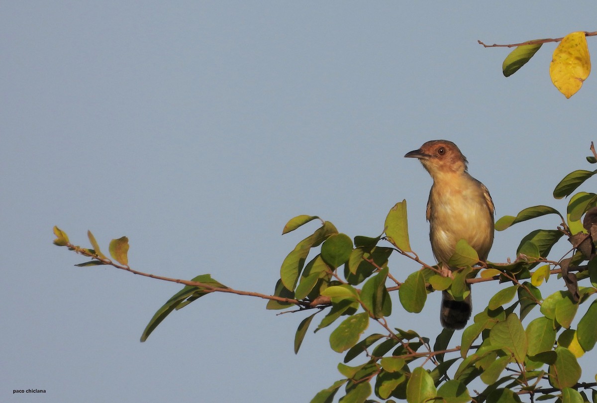 Red-faced Cisticola - ML646528356