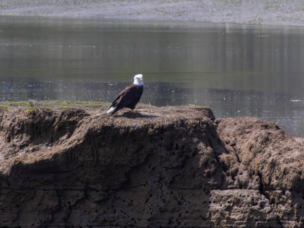 Bald Eagle - ML646528357