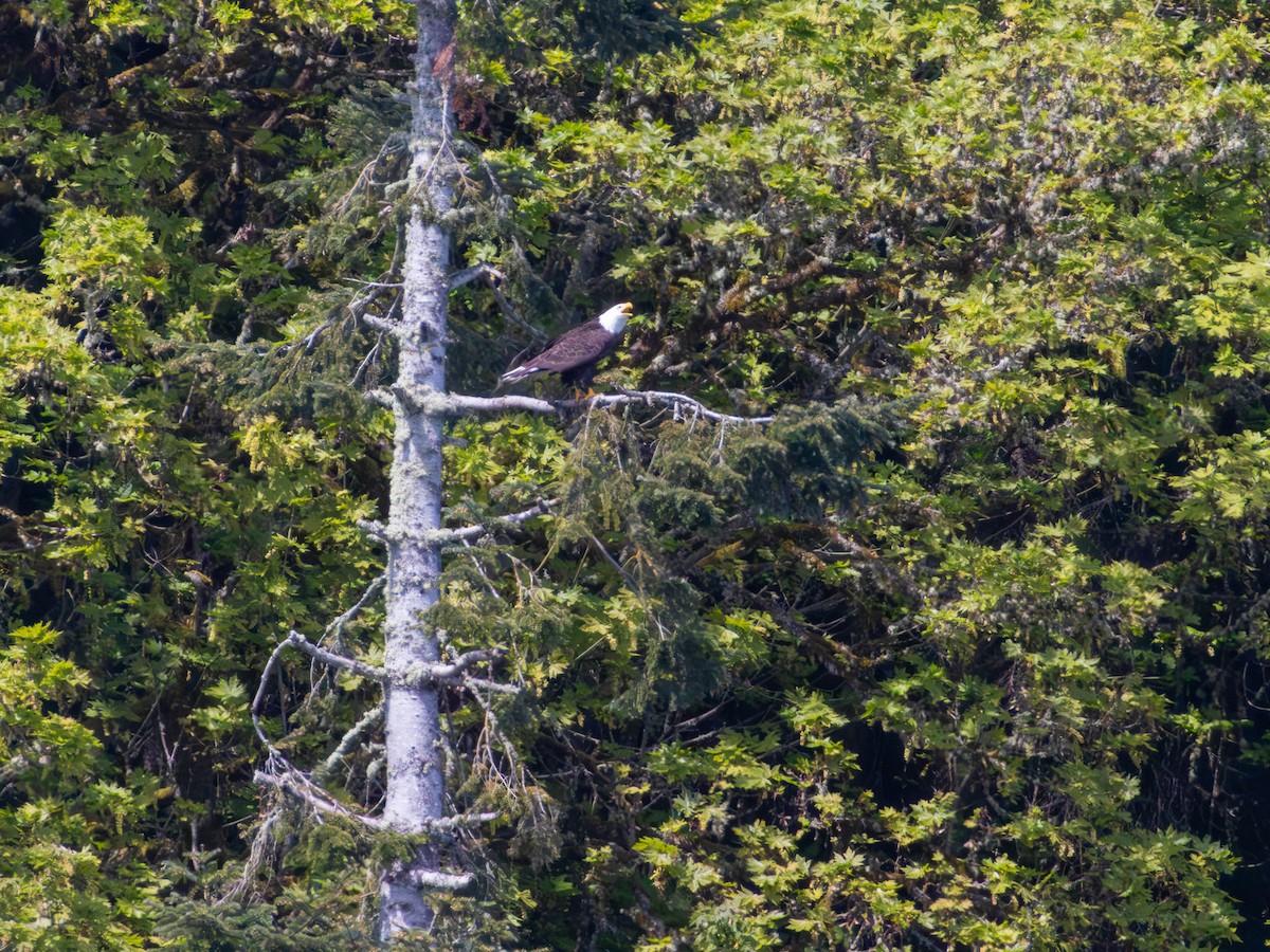Bald Eagle - ML646528358