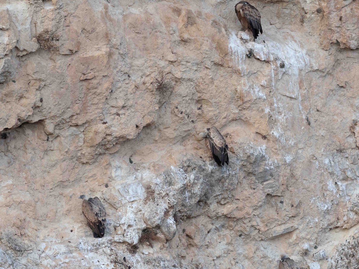 Eurasian Griffon - ML646528359