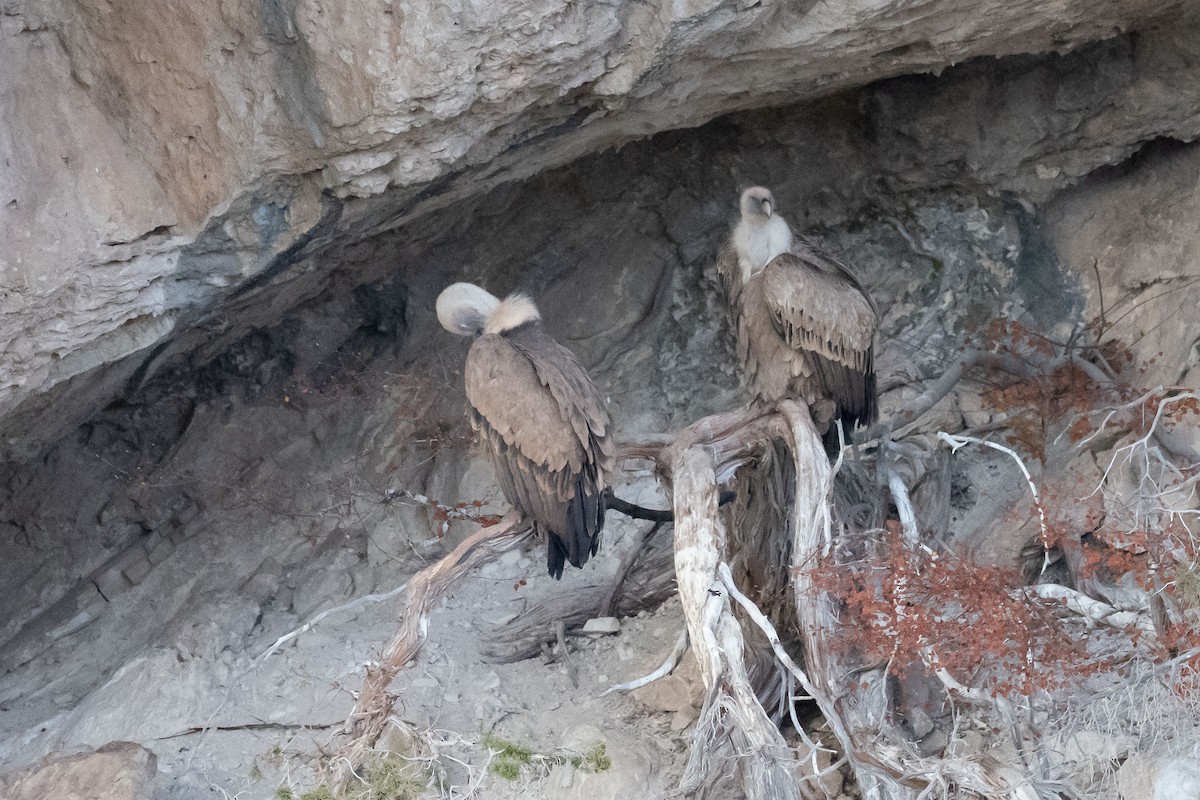 Eurasian Griffon - ML646528360