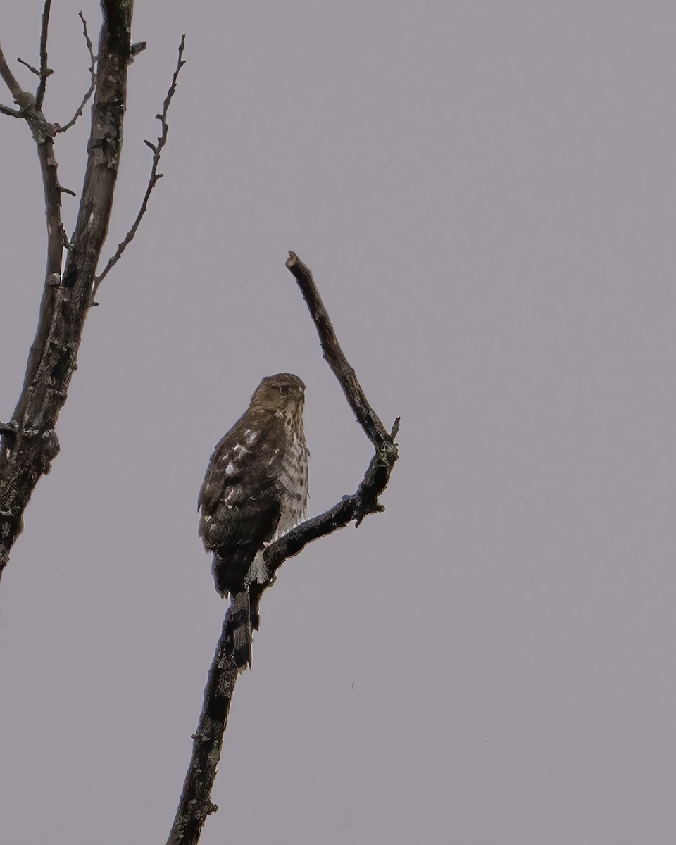 Cooper's Hawk - ML646528361