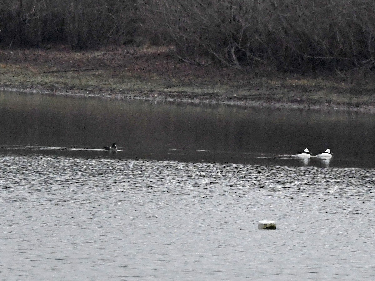 Bufflehead - ML646528362