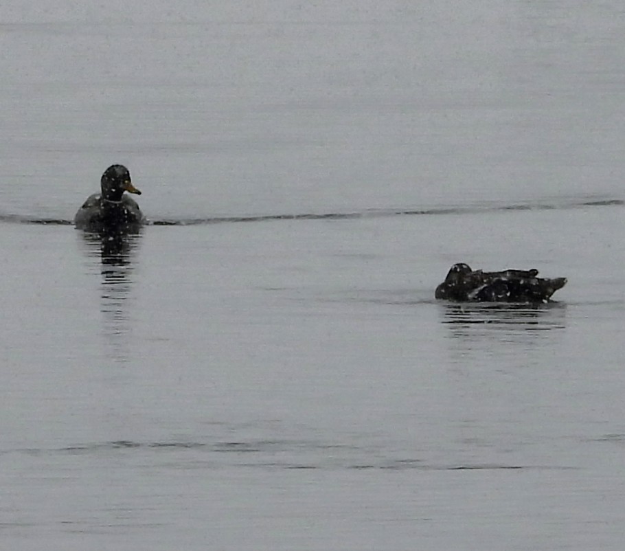 Mallard - ML646528364