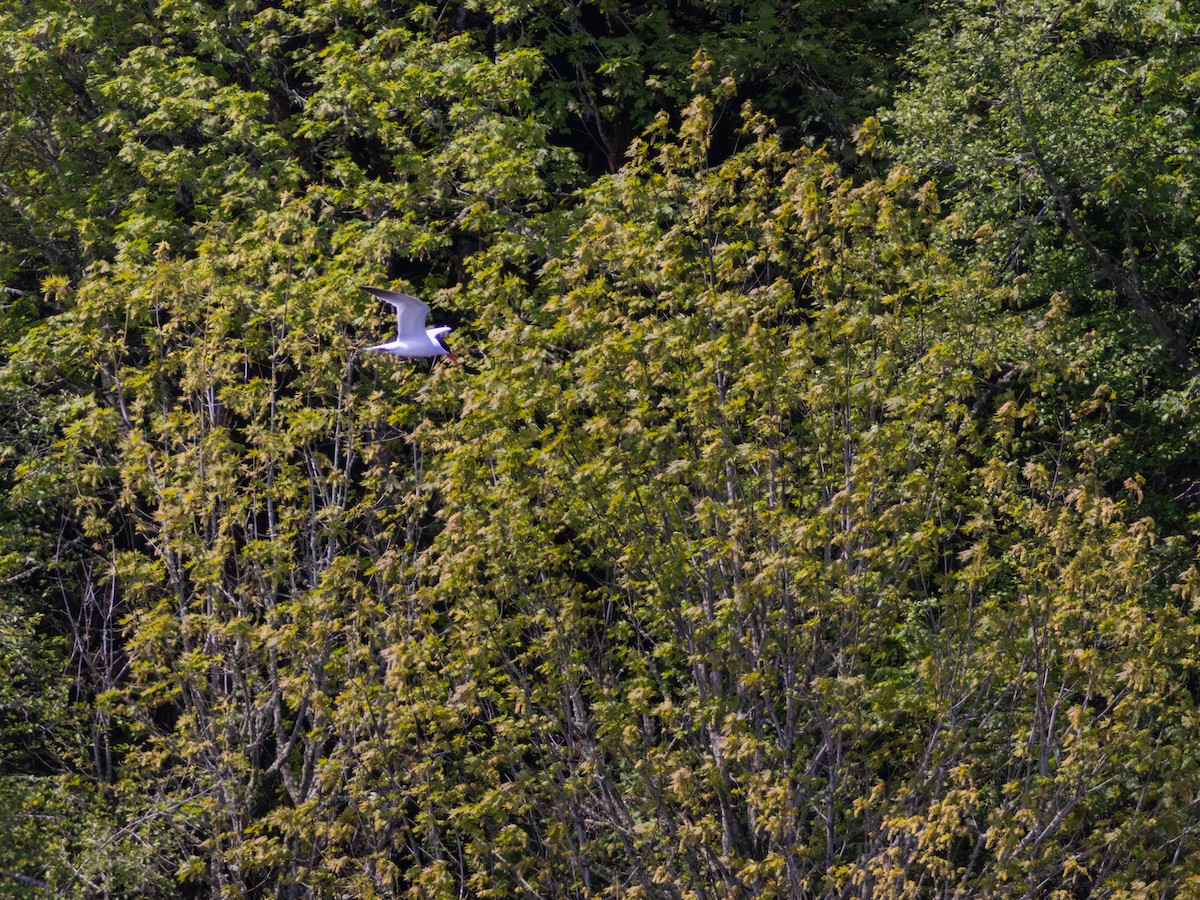 裏海燕鷗 - ML646528365