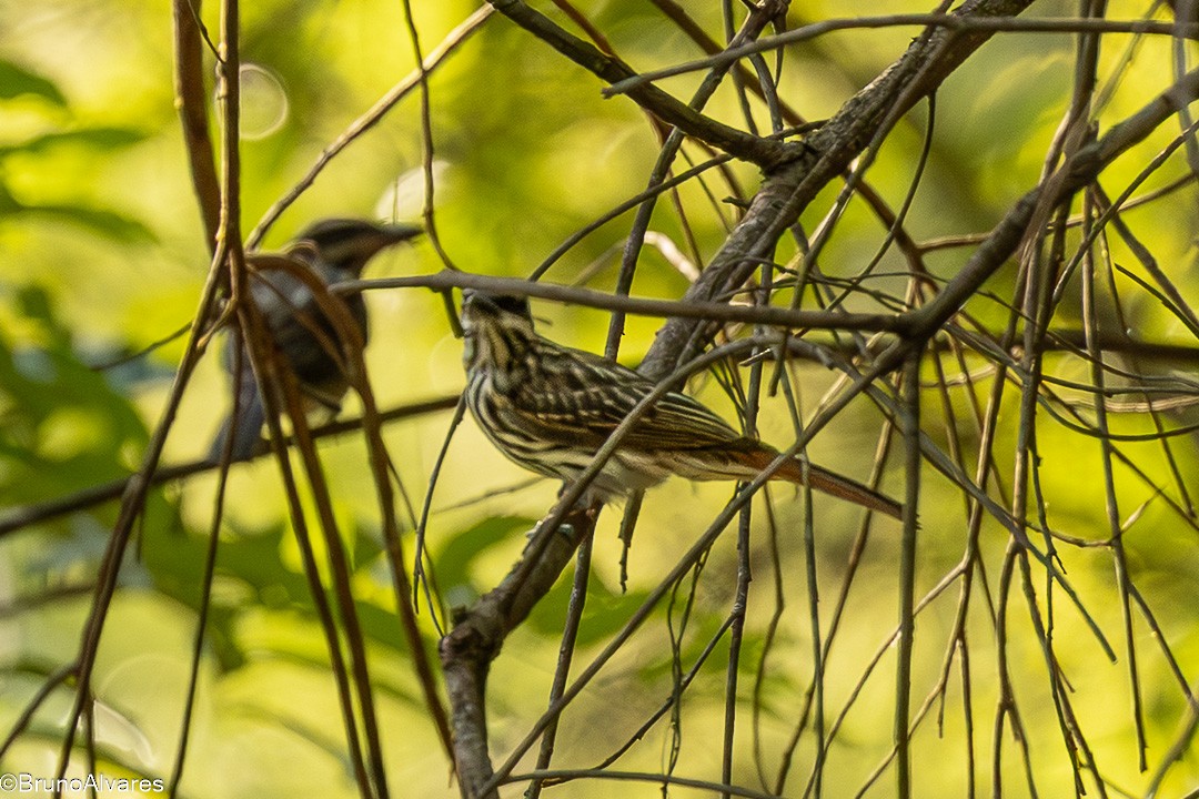 Streaked Flycatcher - ML646528368