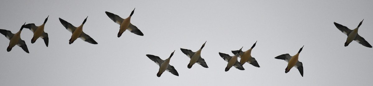 Common Merganser (North American) - ML646528369