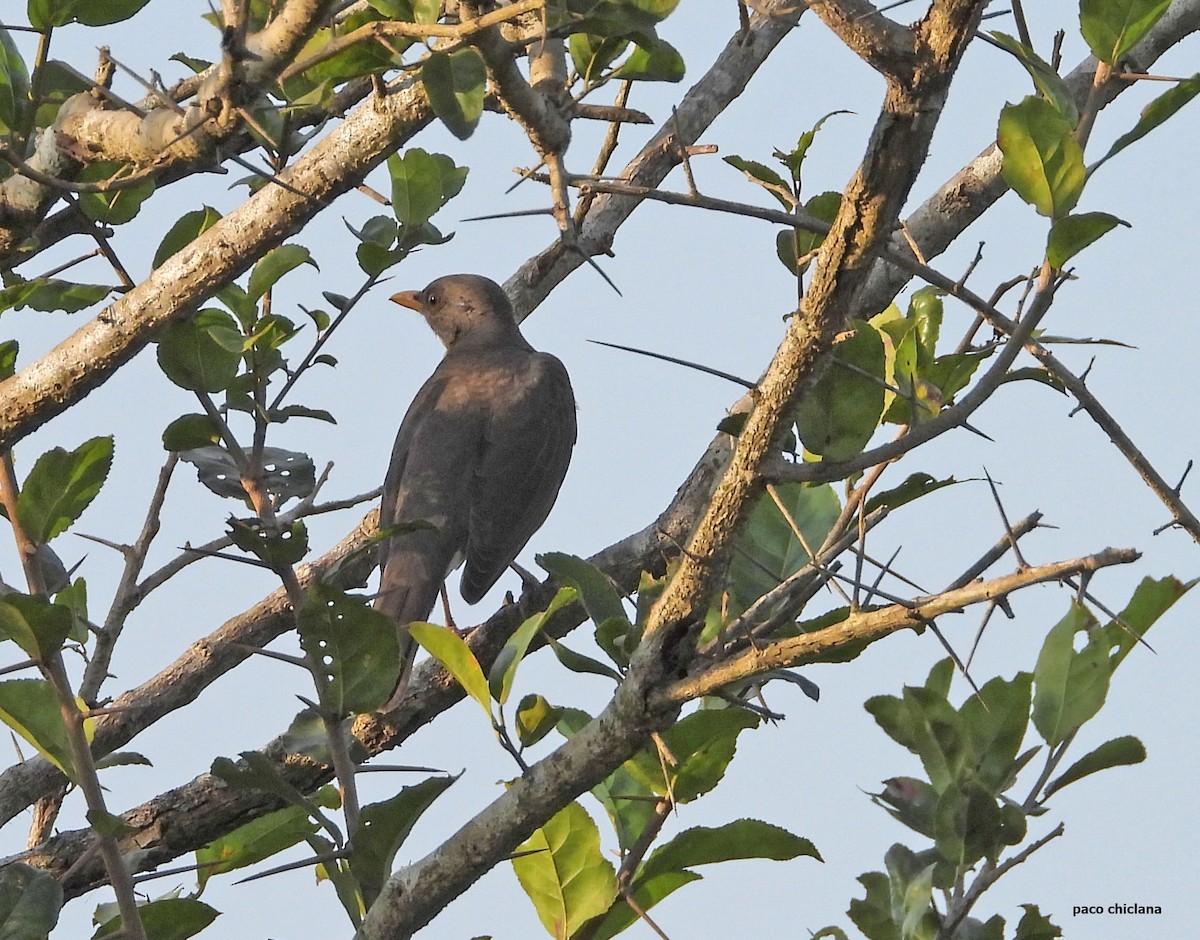 African Thrush - ML646528370