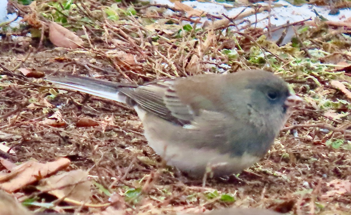 Dark-eyed Junco - ML646528372
